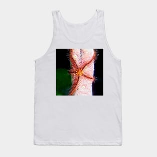 Brittle Sea Star Fish Tank Top